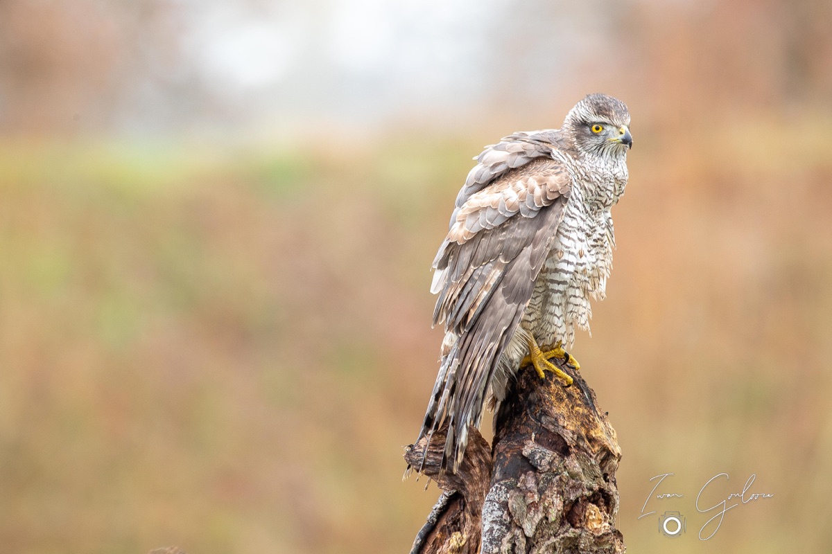 1DX44467 28 november 2021 1138 07